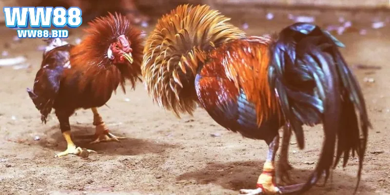 Bỏ túi cách theo dõi một trận đá gà Thomo