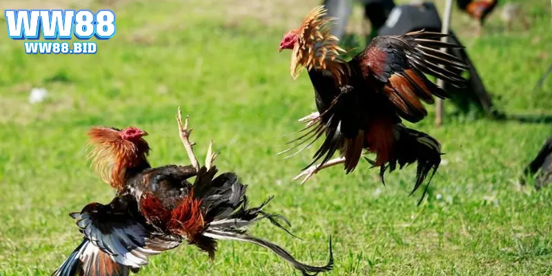 Bỏ túi luật chơi để làm chủ mọi tình huống