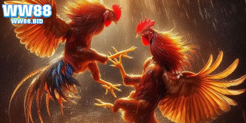 Đôi nét về đá gà Thomo